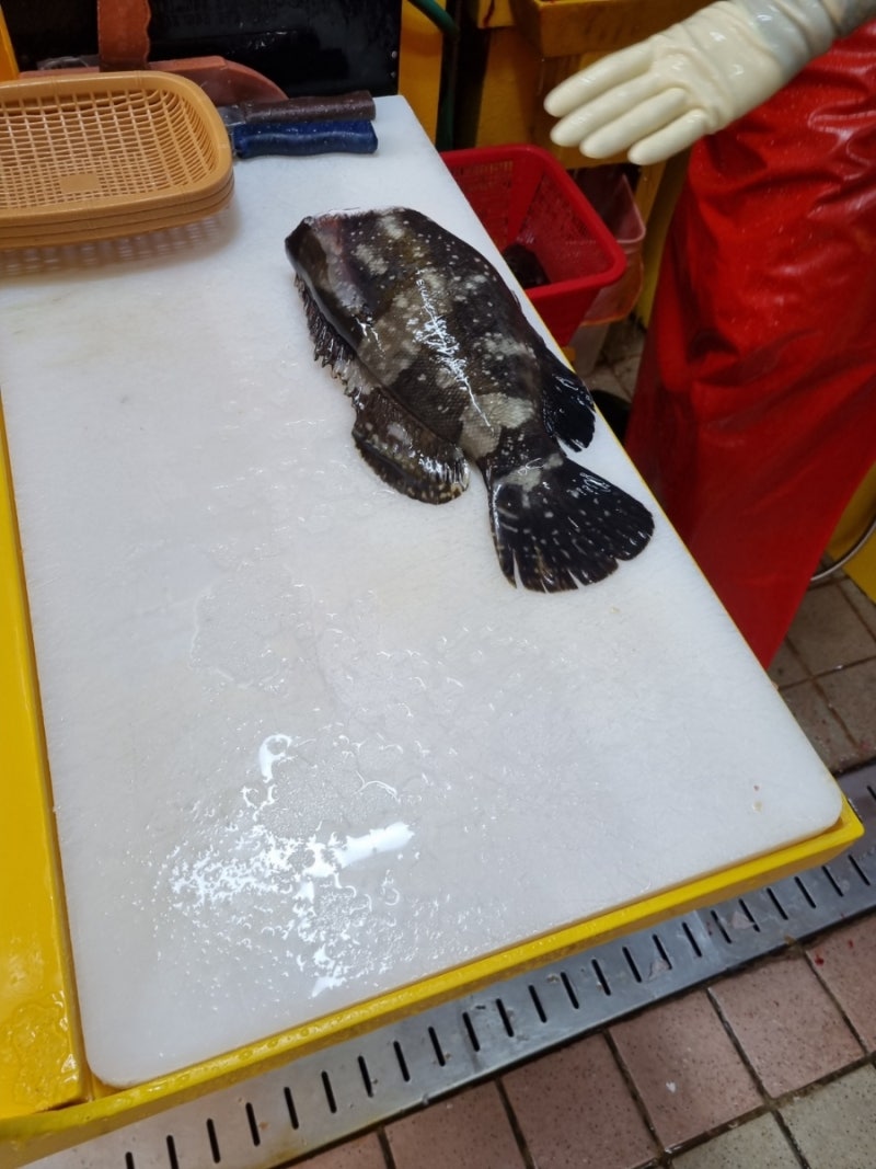 인천종합어시장 양식 다금바리 가격 시세