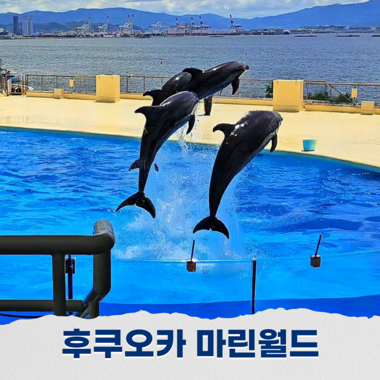  후쿠오카 마린월드 우미노나카미치 가는 방법, 입장료 정보, 여행 필수 코스로 추천