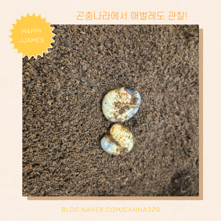 분당어린이안전체험관 곤충나라 즐기기 100%