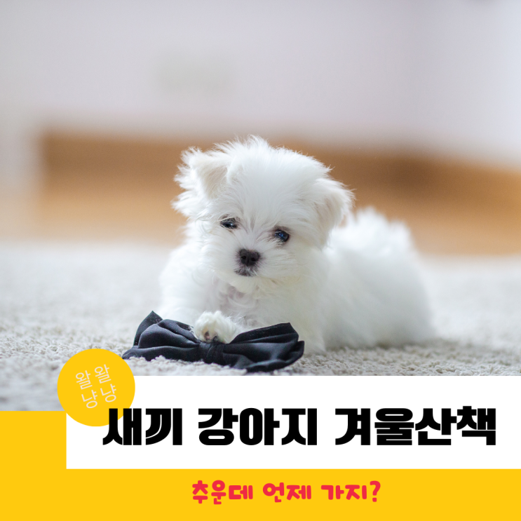  소형견 새끼 강아지 겨울 산책 온도, 시간, 준비물, 주위사항