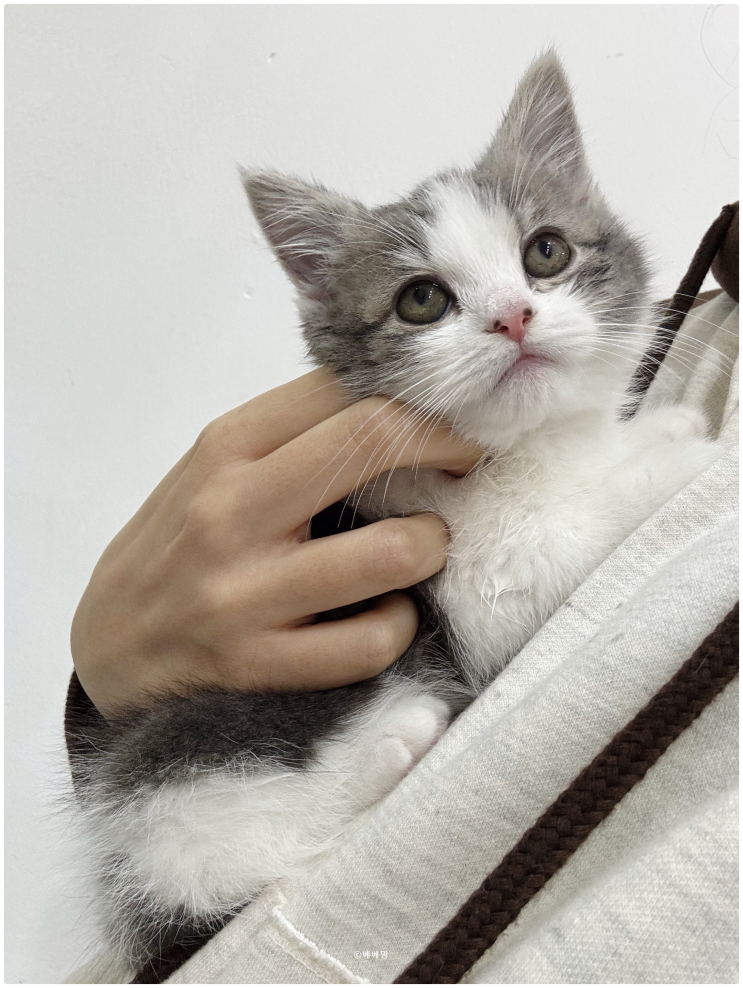  귀여운 먼치킨 고양이 분양받을 수 있는 곳 찾았어요!(시흥 고양이 분양)