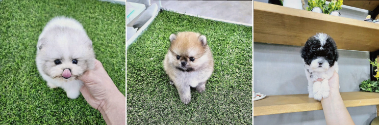  아이러브독 인천점, 가족과 강아지의 소중한 첫 만남!