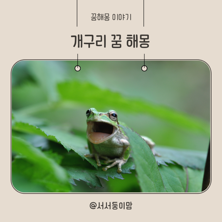  큰 개구리 꿈 개구리 나오는 꿈 해몽 작은 개구리 꿈 개구리가 집안으로 들어오는 꿈
