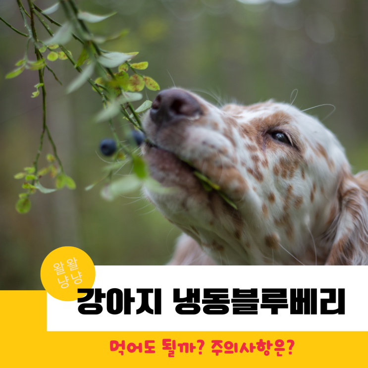  강아지 냉동블루베리 먹어도 될까? 하루 급여량, 주의사항
