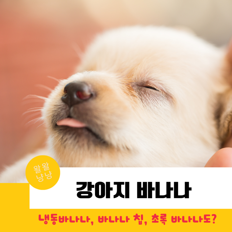  강아지 냉동바나나, 바나나칩, 덜익은 바나나, 껍질 먹어도 될까? 주의사항과 하루 급여량