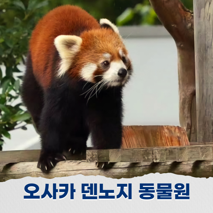  오사카 덴노지 동물원 운영시간 입장료 필수방문지