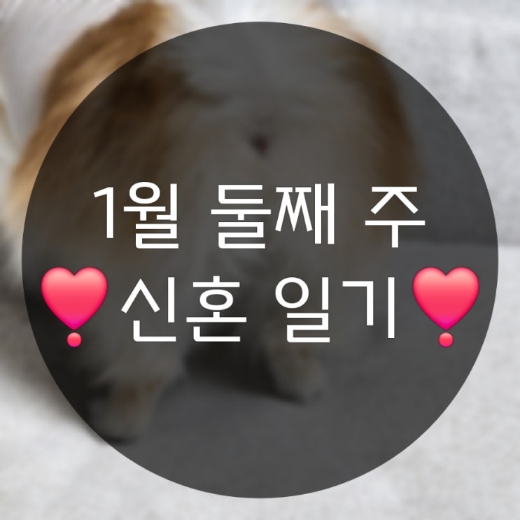  1월 둘째 주 신혼 일상기록(강아지건강검진 춘천대게 대게생각)
