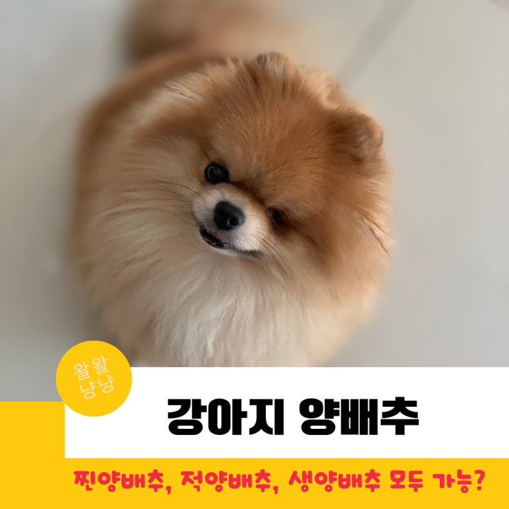 강아지 찐양배추, 적양배추, 생양배추 먹어도 될까? 주의해야할 점은?