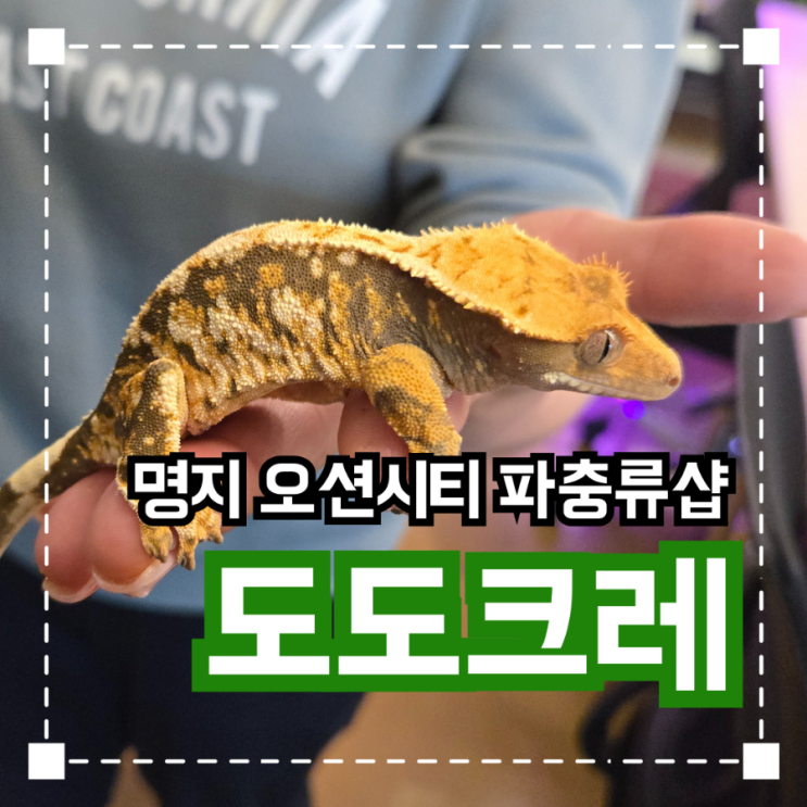  명지오션시티 파충류샵 '도도크레'
