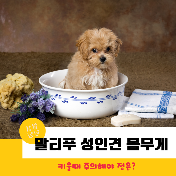  말티푸 성인견 몸무게,성격,역변없이 키우는 법과 주의사항!