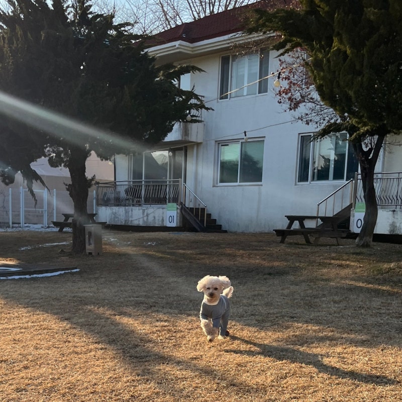 골드펫리조트