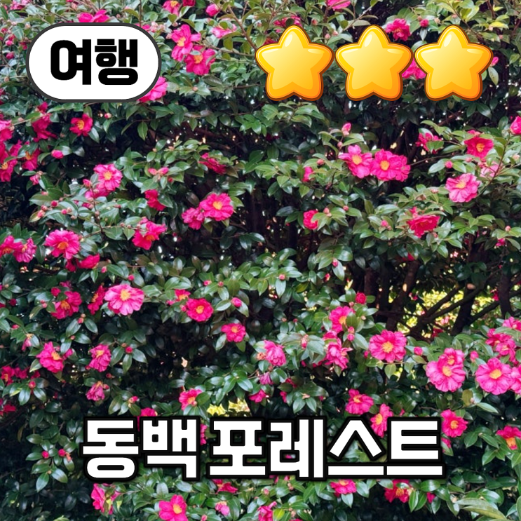  【여행】 겨울 제주여행, 제주 동백꽃 군락지 동백 포레스트