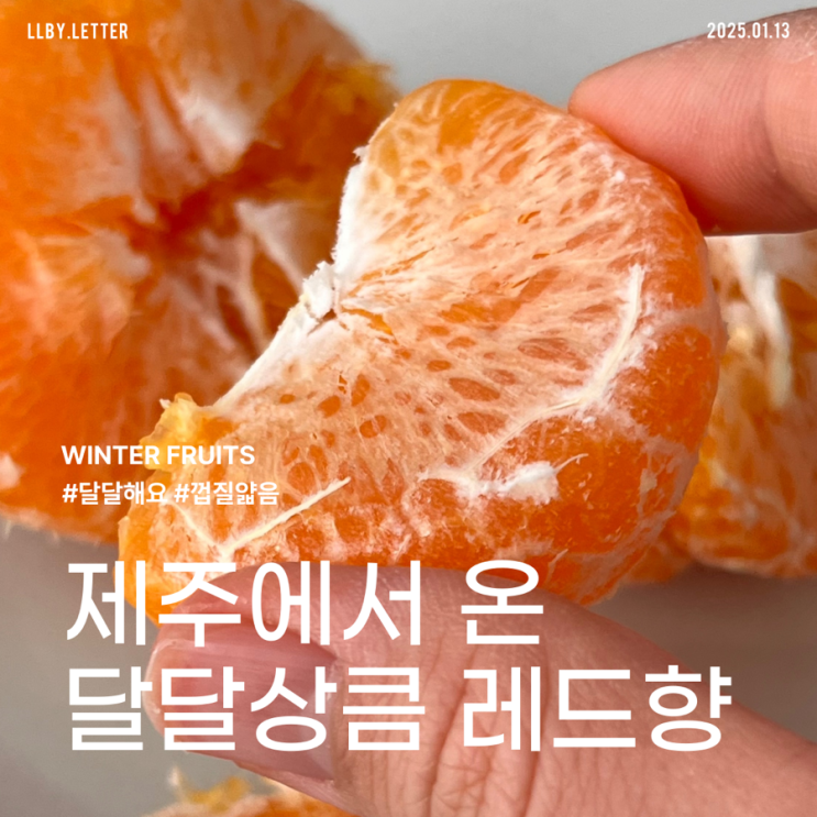  지금 제일 맛있다는 레드향