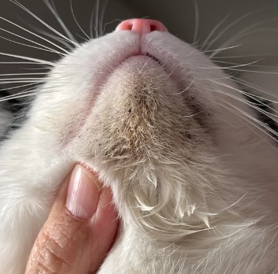  고양이 턱드름 관리, 블랙헤드 원인 제거 소독 치료 연고 에스로반