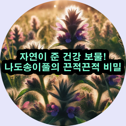  황달부터 비염까지! 나도송이풀의 약초 비밀!