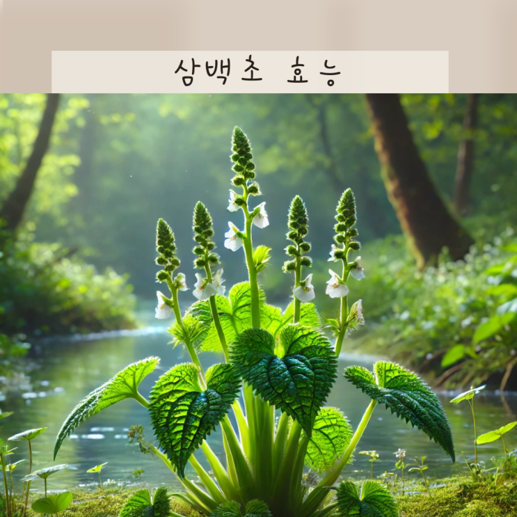 삼백초 효능 삼백초추출물 기대하는 효과 일곱가지!
