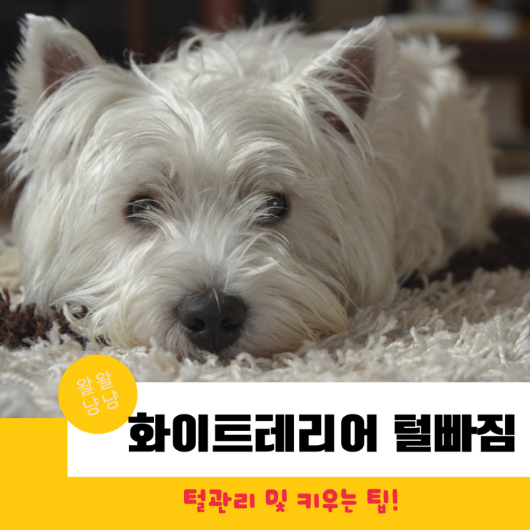  사랑스러운 화이트테리어 털빠짐, 털관리 방법 및 키우는 법