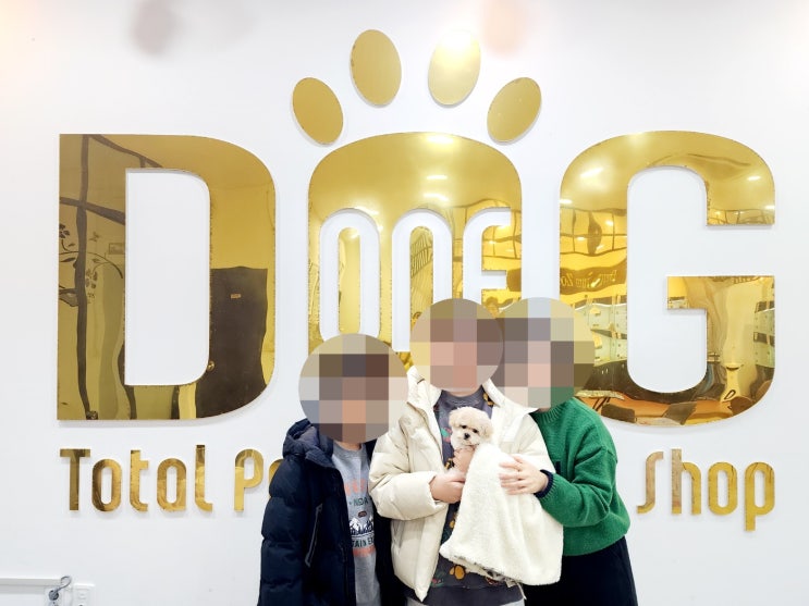  세종시 강아지분양 추천! 토이크림푸들 왕자님 분양 , 신뢰받는 원독 애견분양 센터 