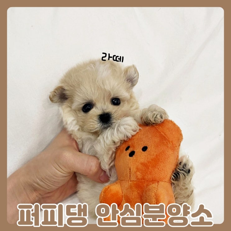  안성애견분양 시스템이 저희에게 딱 맞았어요