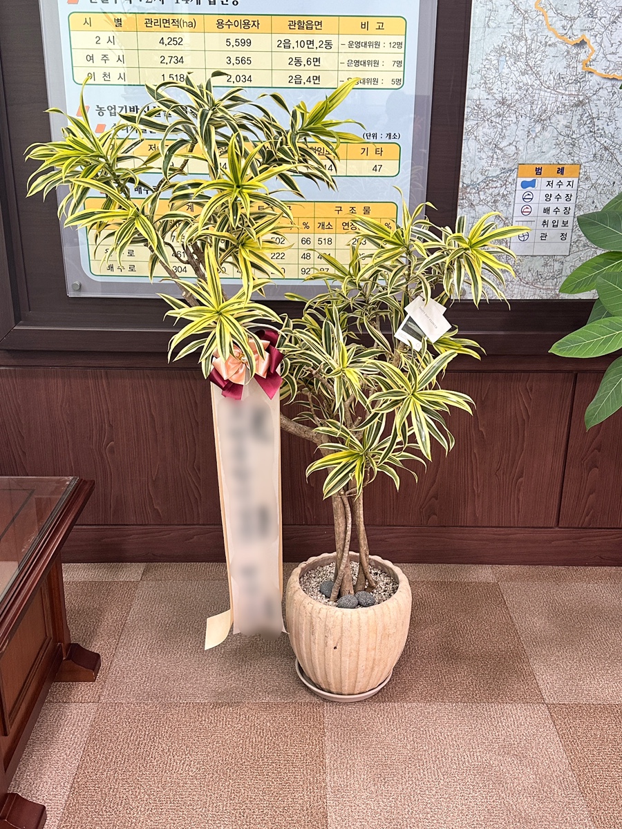 데이지데이 사진 4
