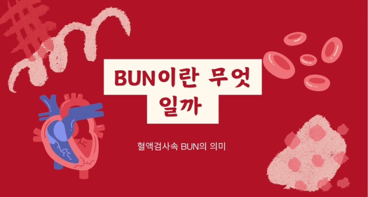  BUN 수치란ㅣ BUN 정상범위 ㅣ신장기능평가 ㅣ BUN상승 원인 낮게 나오는 원인