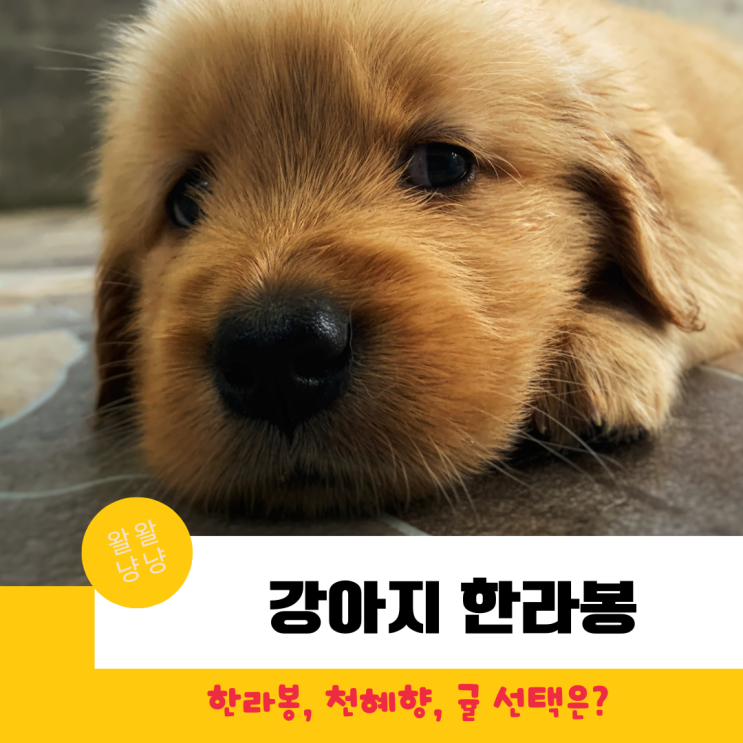  강아지 한라봉,천혜향 먹어도 될까? 안전한 급여방법과 하루 급여량