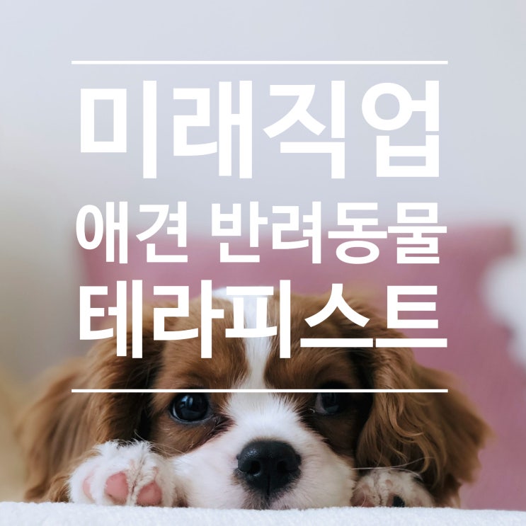  반려동물과 함께하는 미래직업, 애견 테라피스트 자격증 완벽 가이드