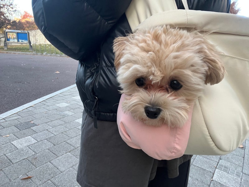 리카리카 뉴 튼튼 반달 슬링백 3개월 사용 후기