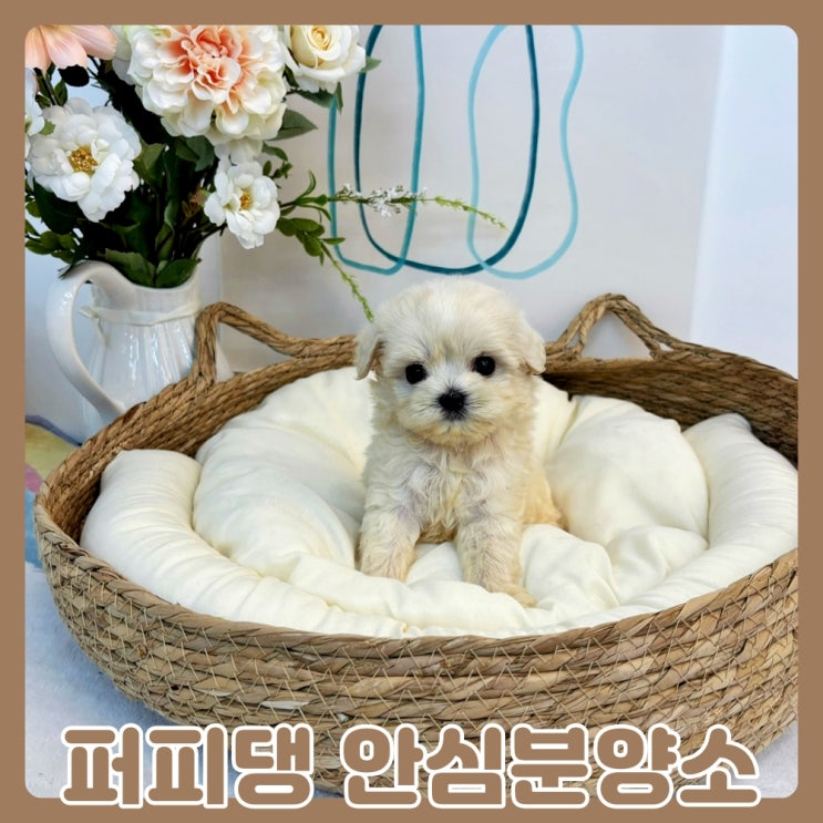  안성말티푸분양 진행하기로