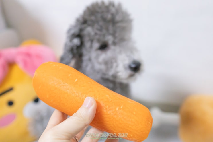 강아지 당근 간식 좋은 야채지만 주의점