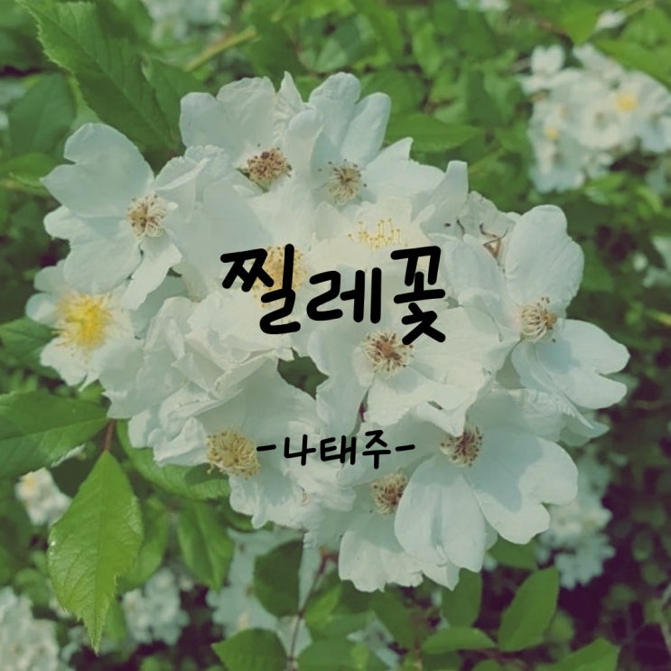  [나태주시인] 찔레꽃