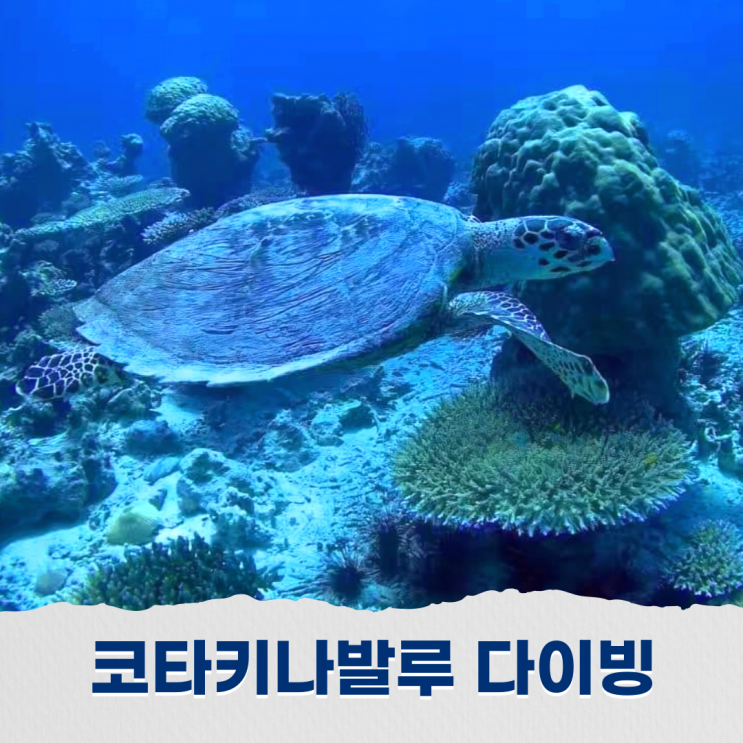  코타키나발루 스쿠버다이빙 세팡가르와 가야섬에서 펀다이빙