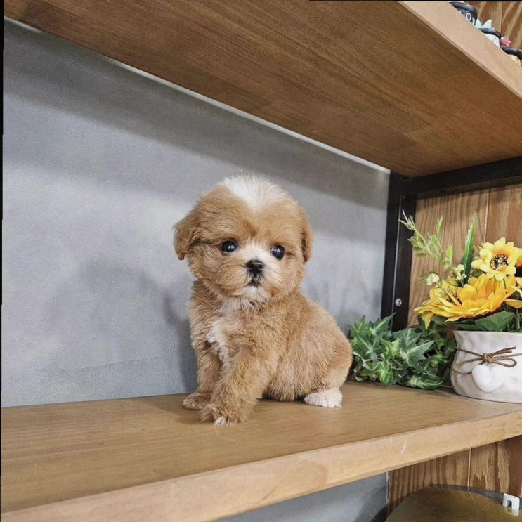  인천 강아지분양의 명소, 아이러브독 인천점에서의 특별한 하루