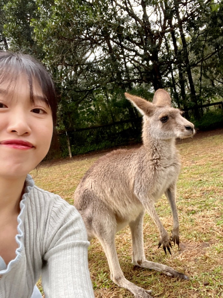  호주 브리즈번 여행 론파인 코알라 보호구역 입장권 꿀팁 및 후기