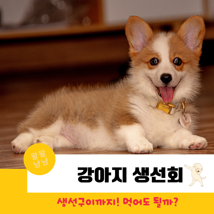  강아지 생선회(광어,연어), 생선구이, 생선가시 먹어도 될까? 급여방법은?