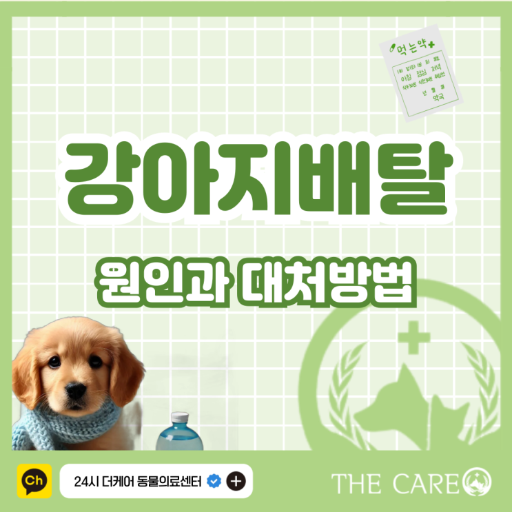  강아지 배탈 원인과 대처방법