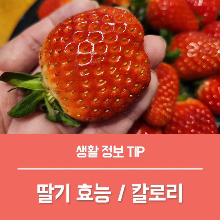  딸기의효능 부작용, 딸기 1개 칼로리 딸기오래보관법 총정리!