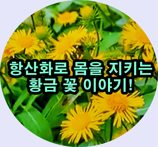  비만 예방부터 항암까지! 금불초의 건강 이야기