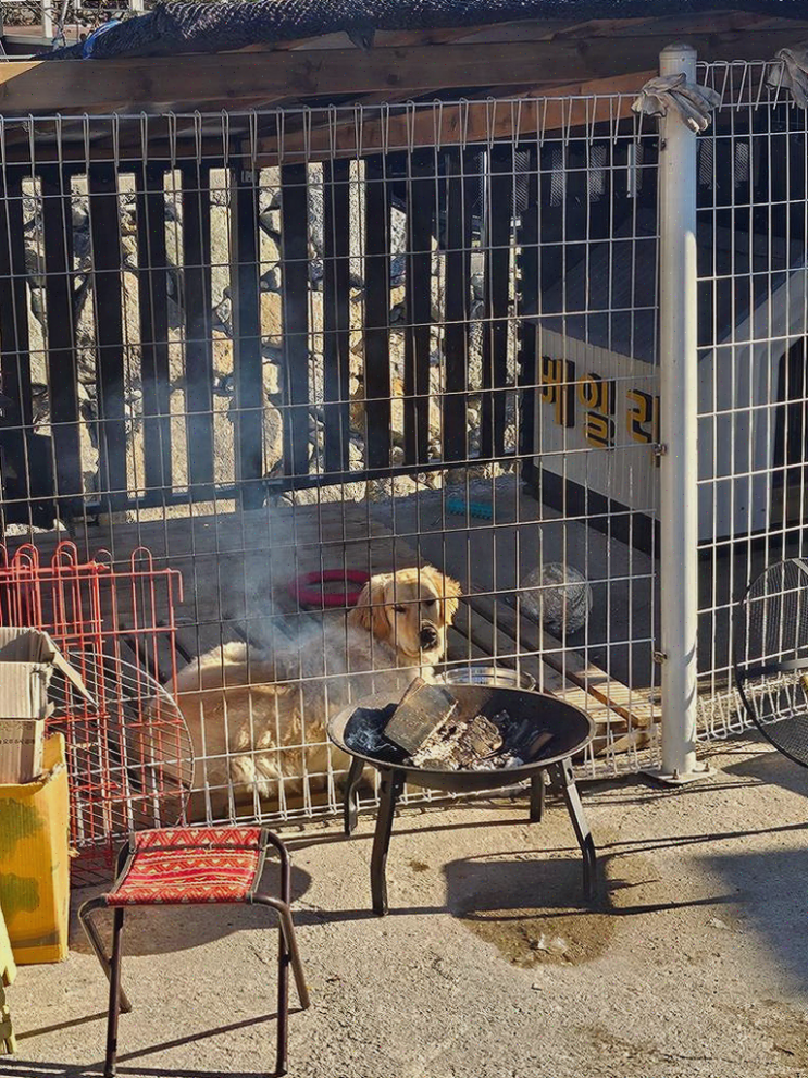  가평애견풀빌라, 자연 속 힐링과 바베큐의 조화
