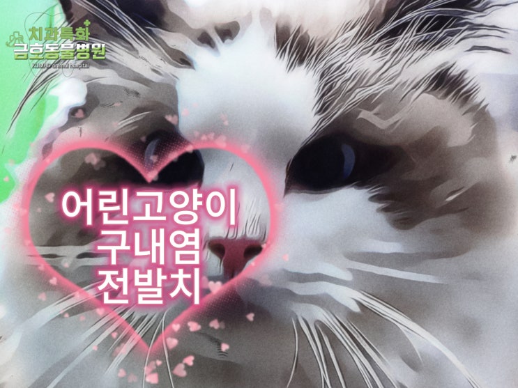  광주 고양이 치과 - 어린고양이 구내염 치료 - 광주 서구 치과특화 금호동물병원