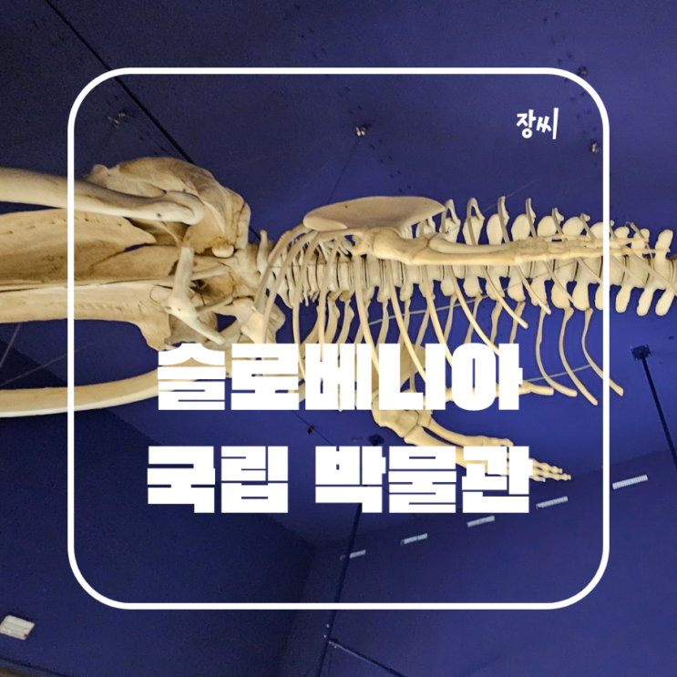  슬로베니아 수도 류블랴나 가볼만한곳 국립 박물관 추천