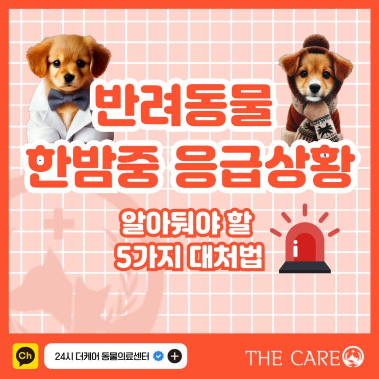 반려동물 한밤중 응급상황 대처법! 꼭 알아둬야 할 5가지