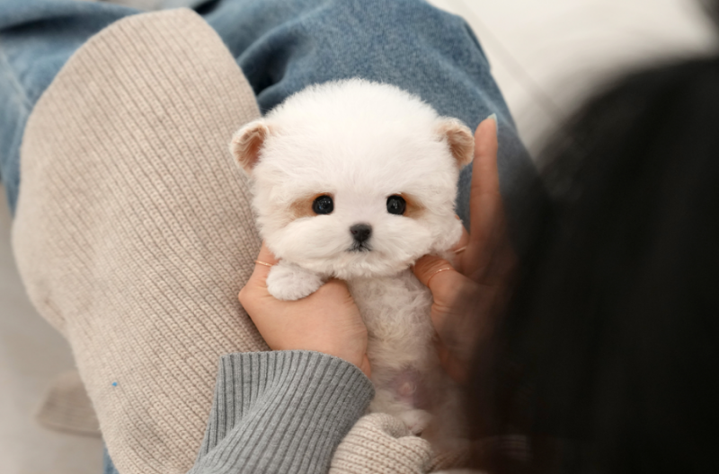 청주강아지분양 미유펫 어렵지 않게