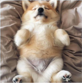  강아지가 이행동을 보이면 나를 좋아한다는 증거랍니다!