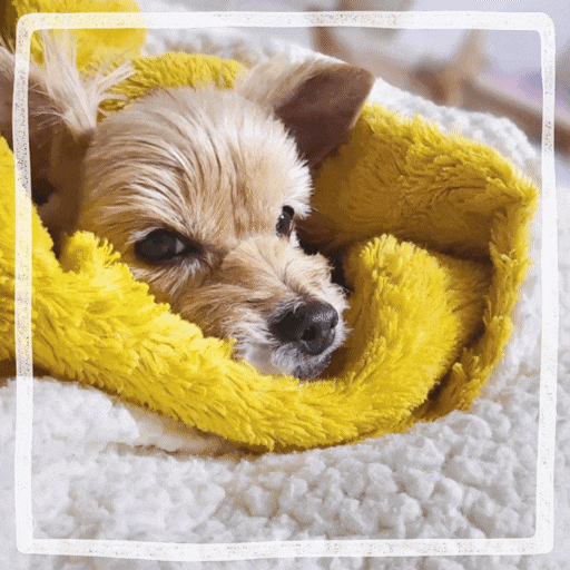  고양이 강아지 전기장판 사용 주의점 화상 온도 적정시간