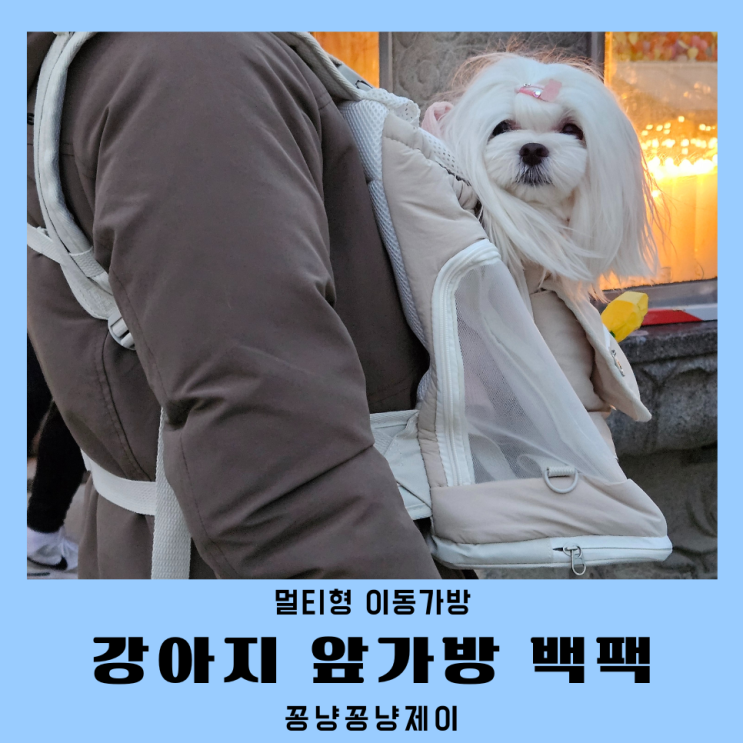  강아지 앞가방 백팩 꽁냥꽁냥제이 이동가방 후기