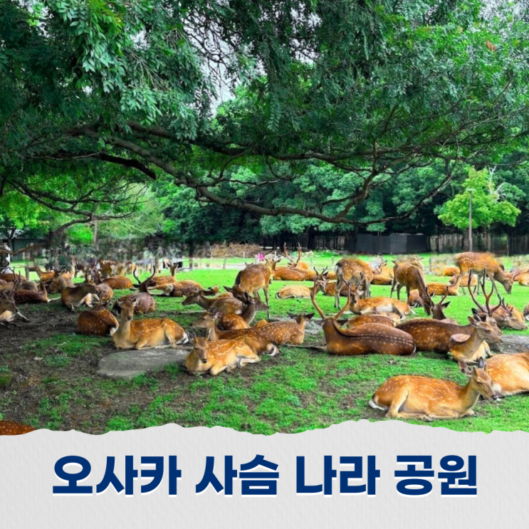  일본 사슴 나라 공원(奈良公園) 오사카 교토 근교 필수여행지