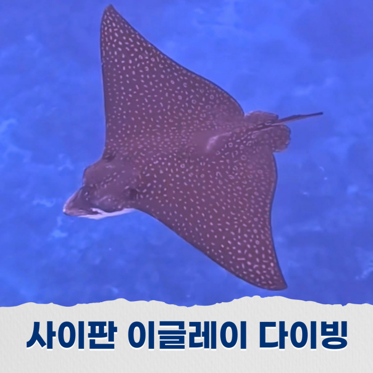  사이판 이글레이 아이스크림 포인트에서 스쿠버다이빙 하기