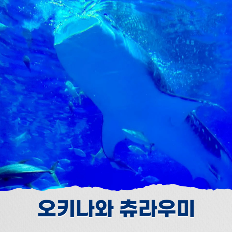  오키나와 츄라우미 수족관 바다 속 세계로 떠나는 여행