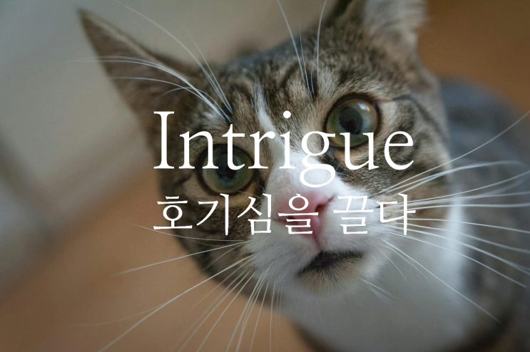  Intrigue - 흥미, 음모, 호기심을 끌다 영어로